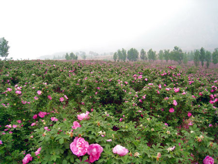 渑池县千亩玫瑰园 产业化发展香飘世界--专题