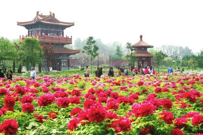 第36届中国洛阳牡丹文化节4月10日开幕